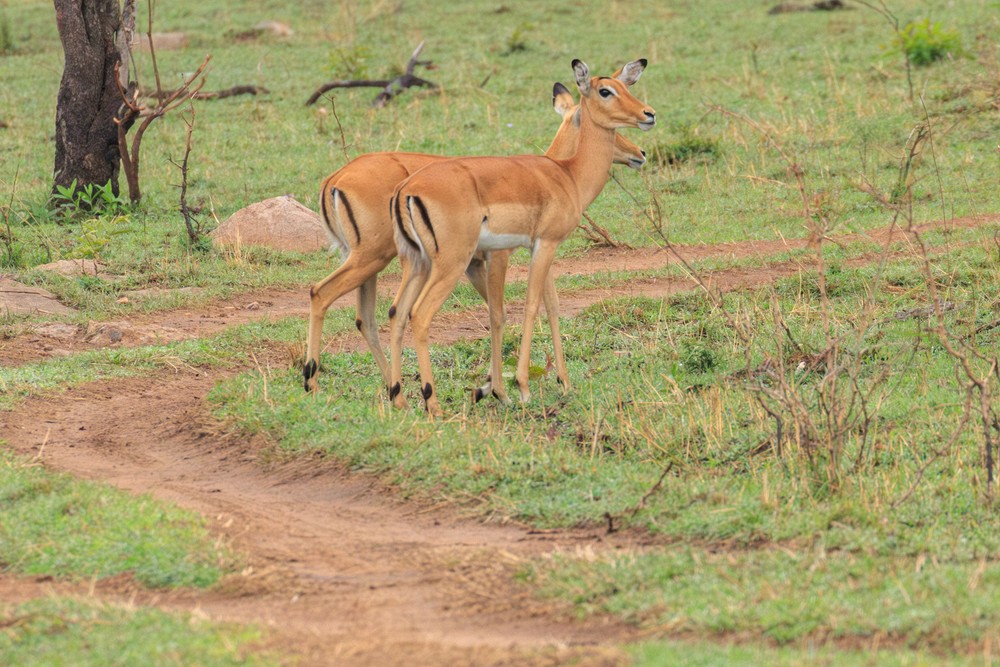 Impala