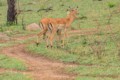 Impala