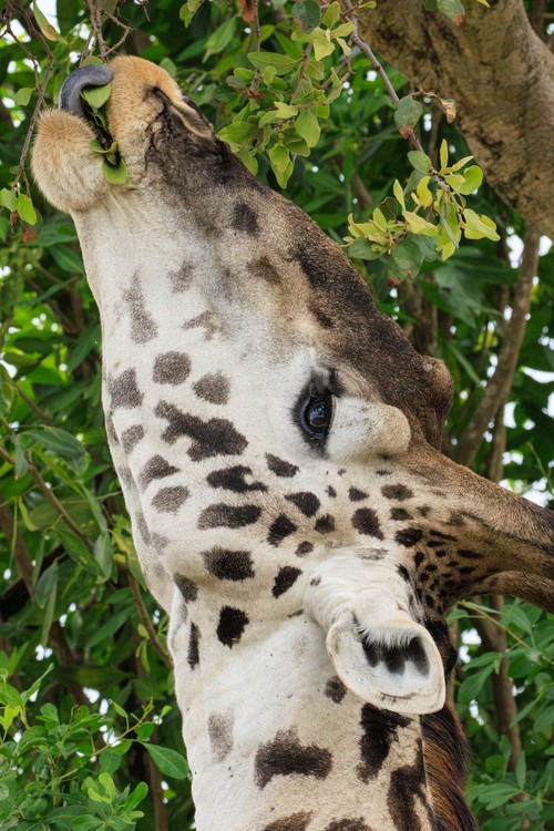 Giraffe