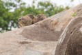 Hyrax