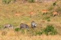 Impala and zebra