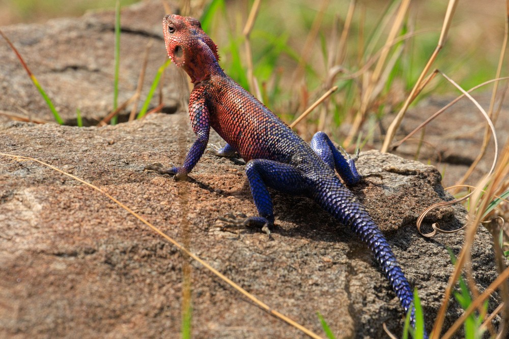 Agama lizard