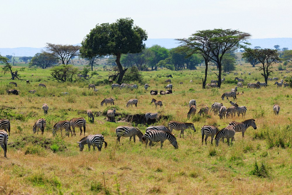 Zebra