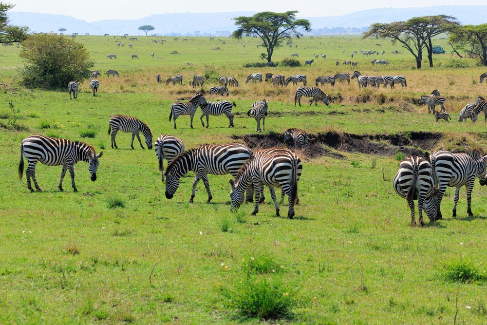 Zebra