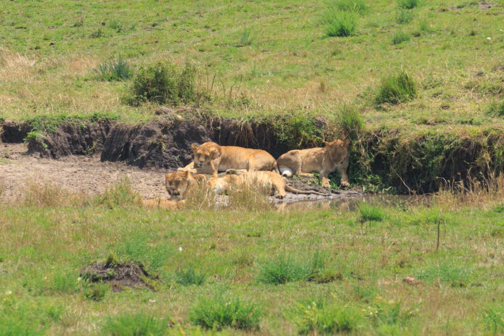 Lions