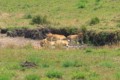 Lions