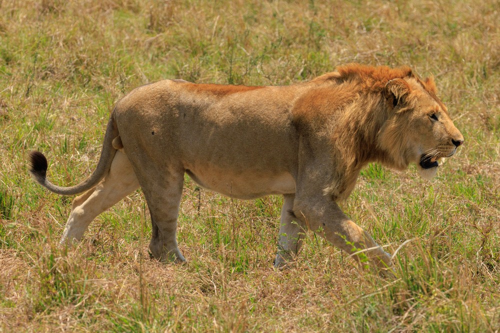 Lion