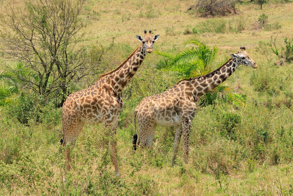 Giraffe