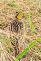 Yellow-throated longclaw