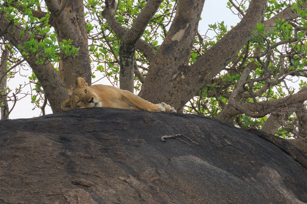 Lion