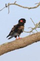 Southern ground hornbill