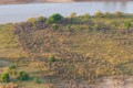 Wildebeest approaching the Mara River