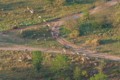 Wildebeest and Zebra