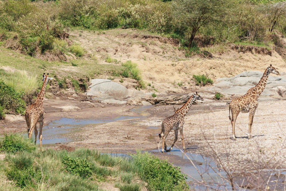 Giraffes