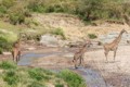 Giraffes