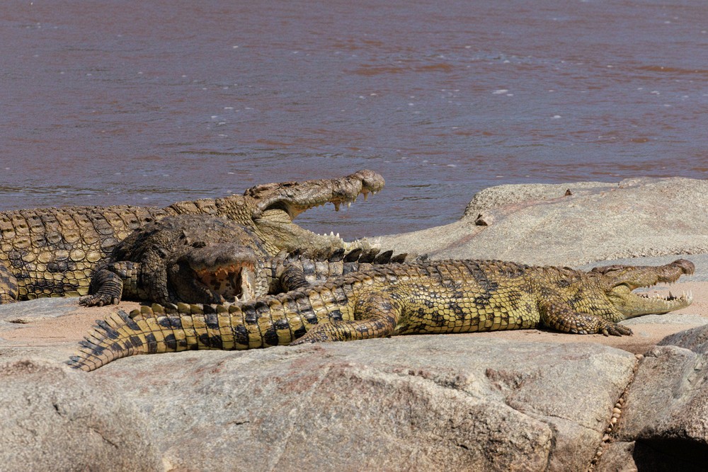 Nile crocodiles