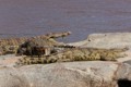 Nile crocodiles