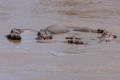 Hippopotamus