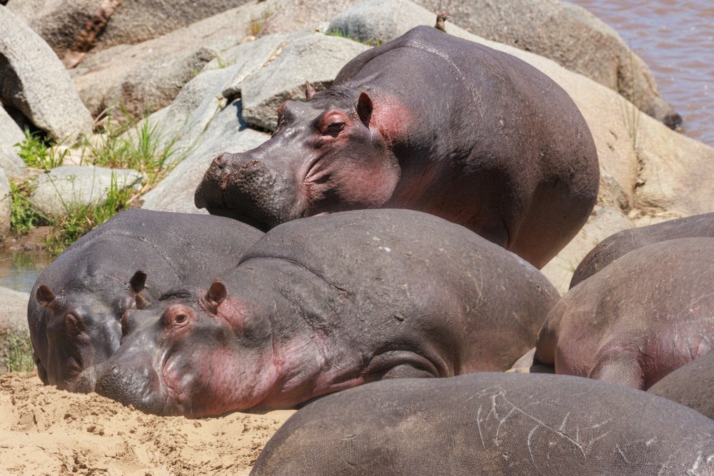 Hippopotamus