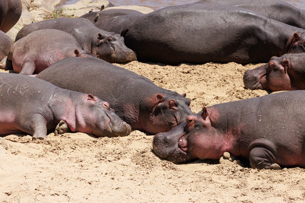 Hippopotamus