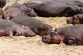 Hippopotamus