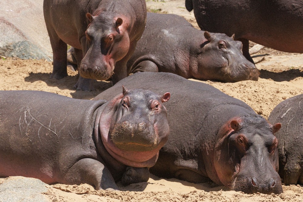 Hippopotamus