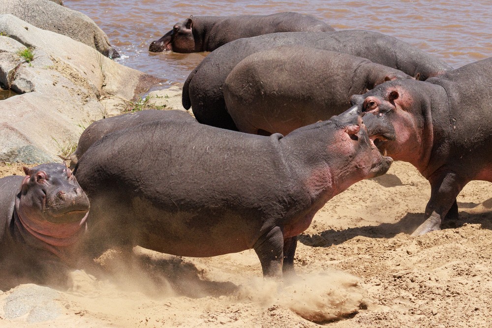 Hippopotamus