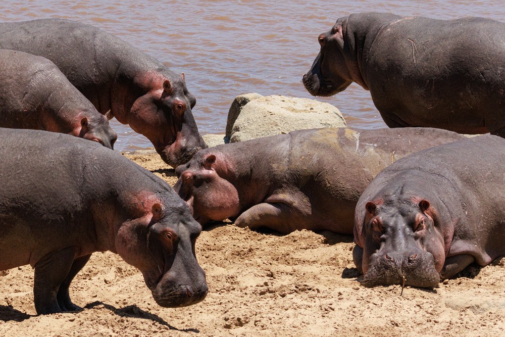 Hippopotamus