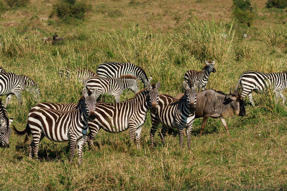 Zebra